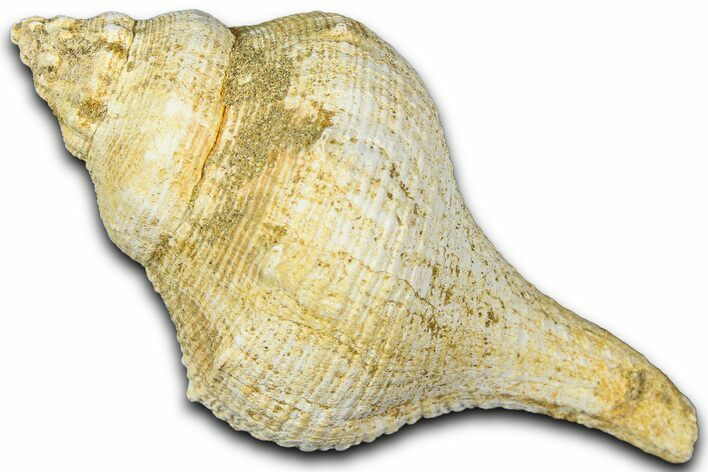 Miocene Fossil Sea Snail (Euthriofusus) Shell - France #365543